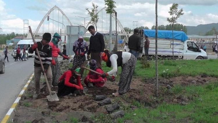 Muş’ta Karayolları Yeşilendiriliyor