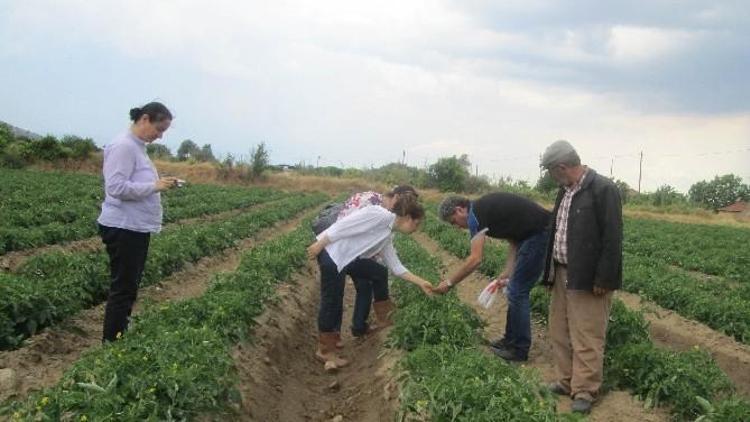 Aydınlı Domates Üreticileri Mildiyö Hakkında Bilgilendirildi