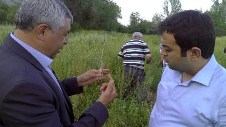 Bucak’ta Kültür Salebi Yetiştiriciliği Hayata Geçiyor