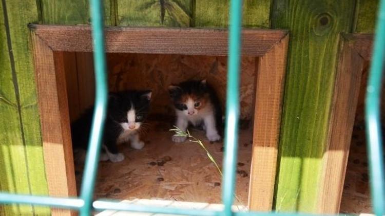 Parklara Kedi Evleri Ve Kuş Yuvaları Yerleştirildi