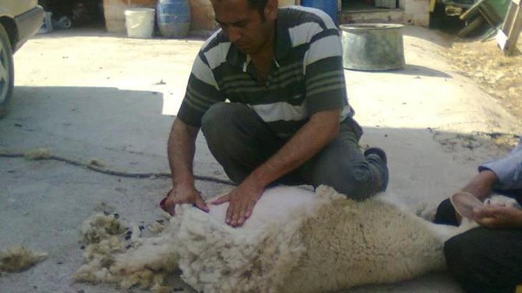 Aydınlı Çobanlar Koyunlarına Bahar Makyajı Yapıyor