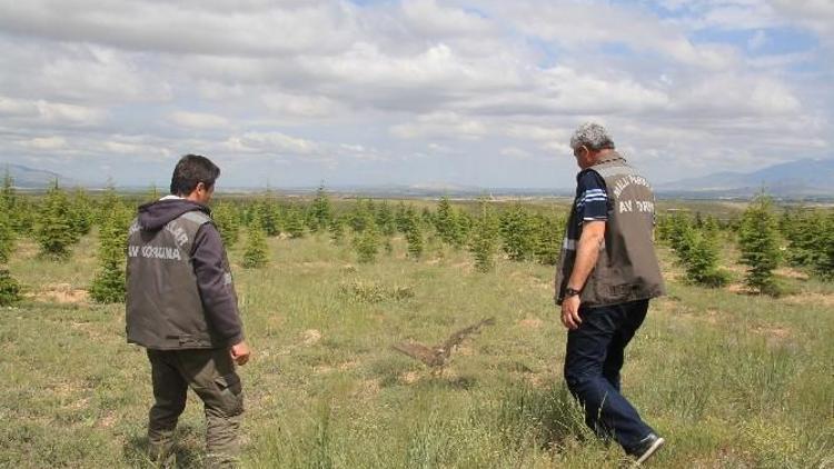 Yaralı Doğan Tedavi Edilerek Doğaya Bırakıldı