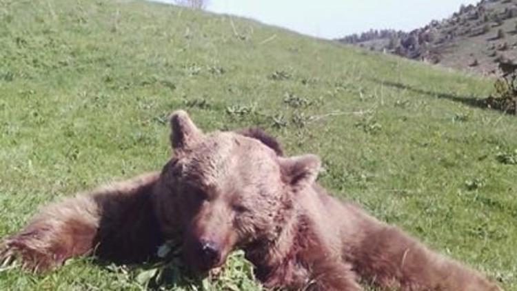 Giresun’da Boz Ayı Avı Yapıldı