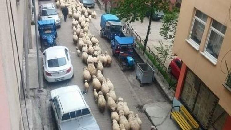 Koyunların Yayla Yolculuğu Başladı