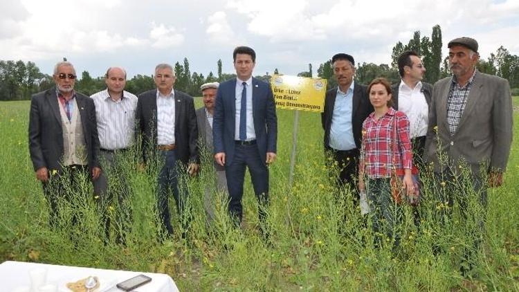 Kütahya’da ’Yem Şalgamı Bitkisi’nde Tarla Günü