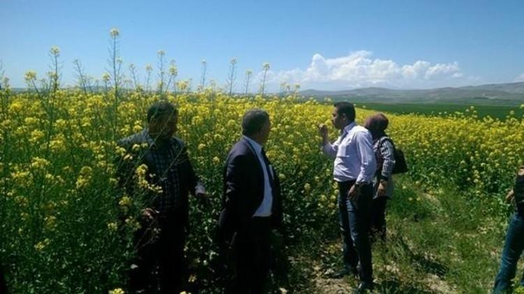 Van’da Yem Şalgamı Ekimi Yapıldı