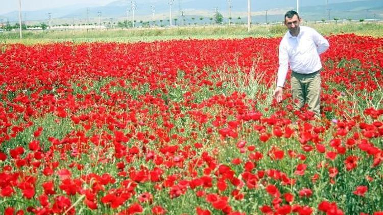 Her Derde Deva Gelincikler Açtı