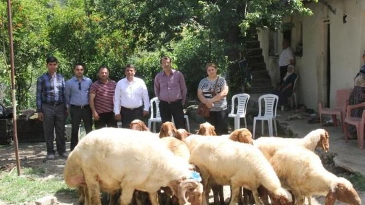 Antakya’da Koyun Yetiştiriciliği Projesi