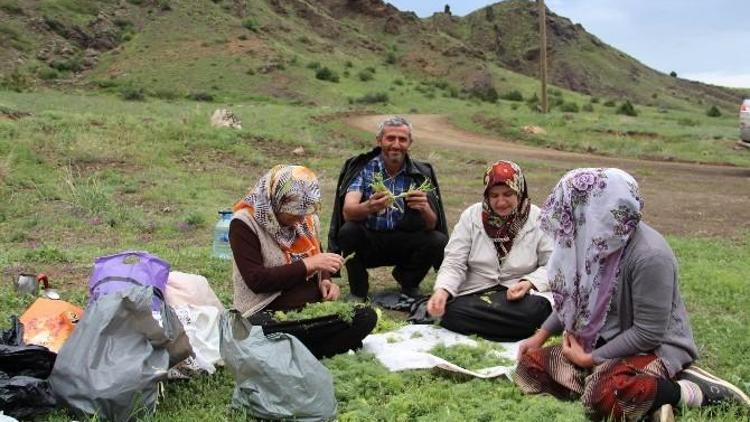 Oltu’da Çaşur Vakti