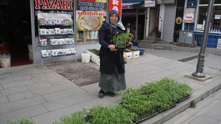 Çiftçiler Sebze Fidelerini Pazardan Karşılıyor