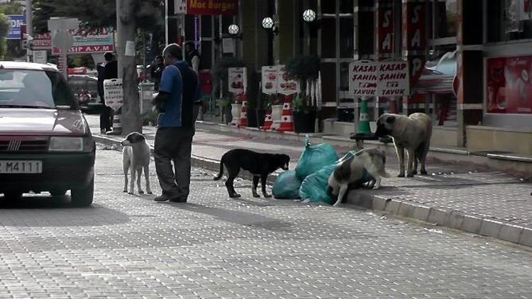 Kulu’da Sokak Köpekleri İçin “Yaşa-yaşat” Projesi