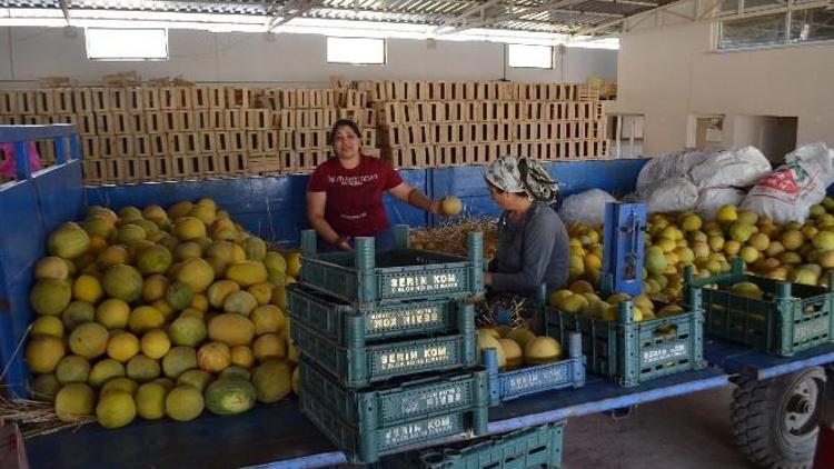 Kırıkhan’da Sezonun İlk Kavun Hasadı Yapıldı