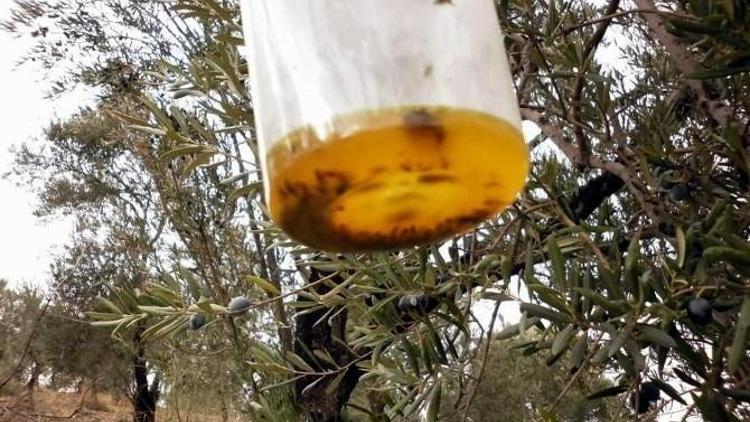 Aydın’da Zeytin Zararlılarıyla Mücadele Masaya Yatırıldı