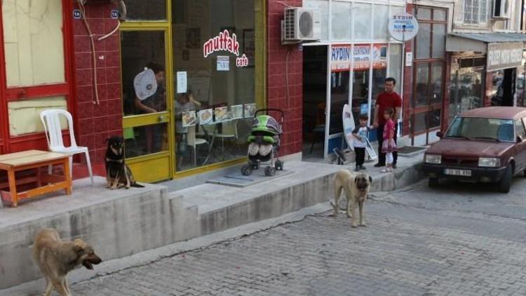 Mut’ta Başıboş Sokak Köpekleri Toplanıyor