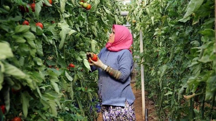 Kadın Emeği Tarımda Da Görünmüyor