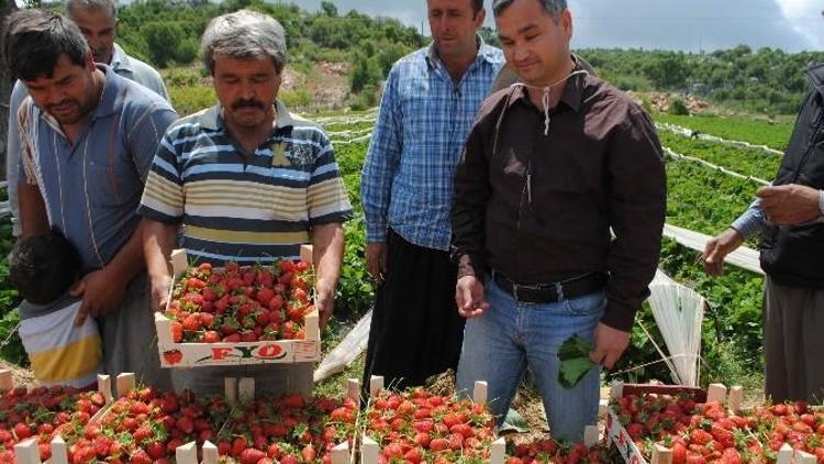 Silifke’de Yaylalarda Domatese Alternatif Çilek Ekildi