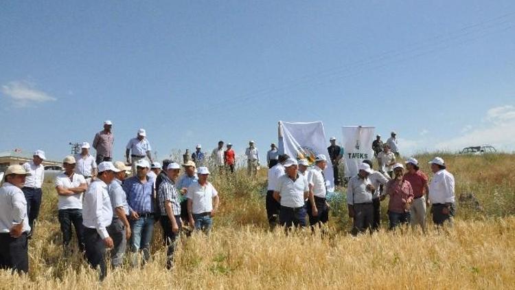 İlk Kez Denenen Sertifikalı Arpa Tohumunun Rekoltesi Yüksek Çıktı