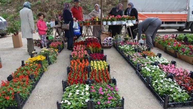 (Özel Haber) Vatandaşlar Bahçelerinde En Çok Horoz İbiği Çiçeğini Tercih Ediyor