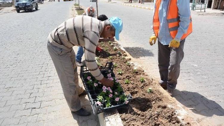 Ceylanpınar Belediyesi Refüj Çalışması