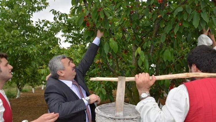 Körfez, Altın Kiraz Festivali’ne Hazırlanıyor