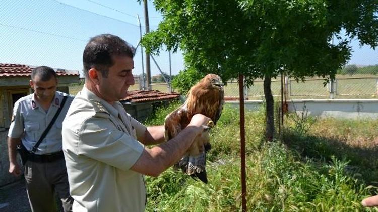 Yavru Şahine Jandarma Sahip Çıktı