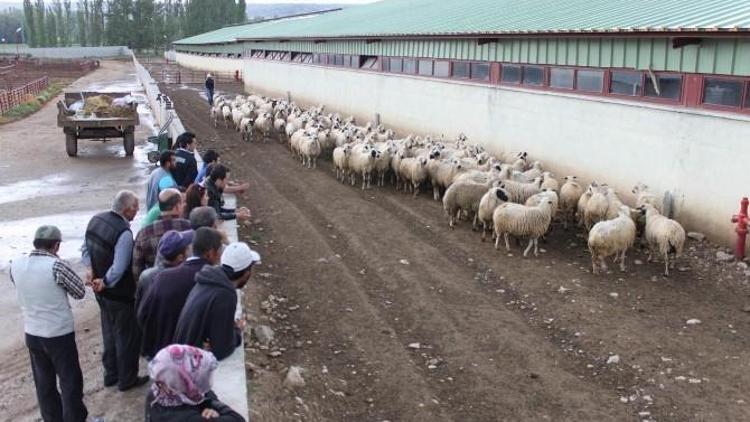 Yıldızeli’nde Çiftçilere Hayvan Dağıtıldı