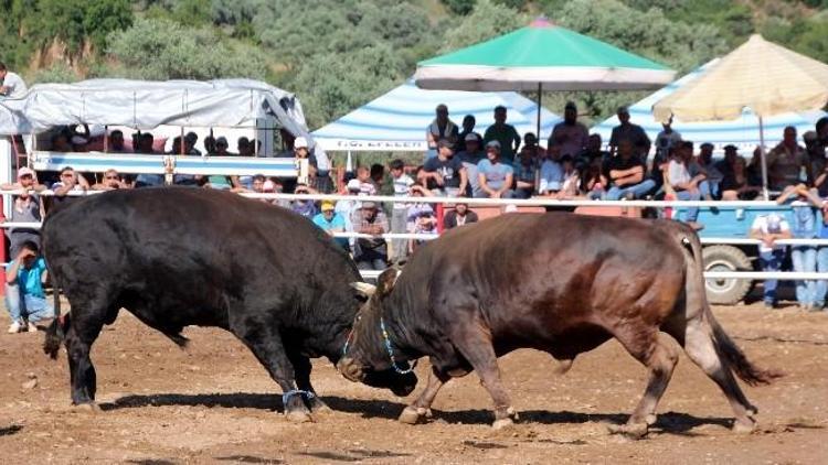 Musluca Arenası Boğalara Dar Geldi