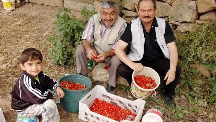 Çilekte Marka Demirciören