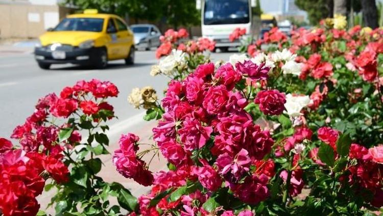 Konya Büyükşehir Şehri Güllerle Donattı