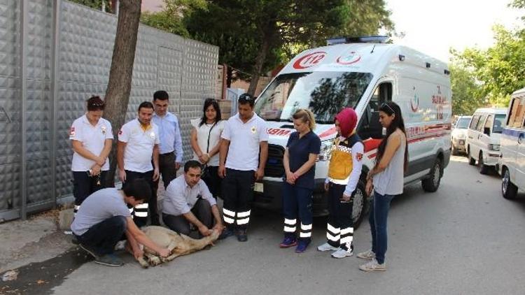 112 Çalışanları Yeni Ambulansları İçin Adak Kurbanı Kesti