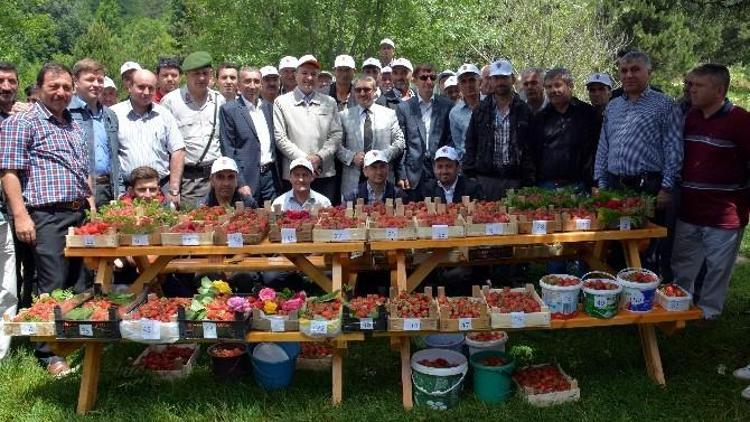 Domaniç’te Çilek Festivali