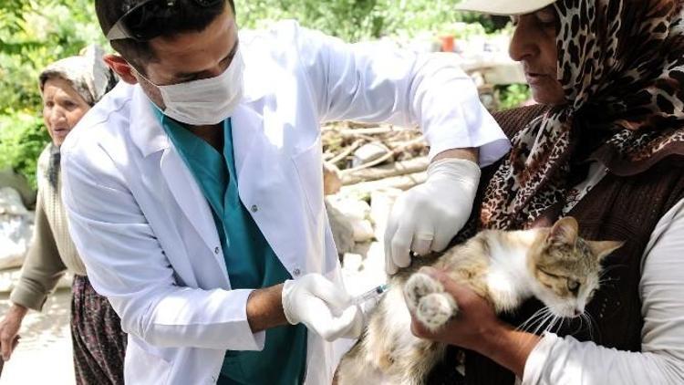 Mamak’ta Kuduz Aşısı Kampanyası Devam Ediyor