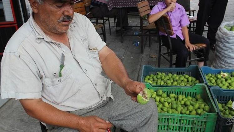 Aydın’ın Milli Meyvesi İncirin Olması Bu Sineklerin Çalışmasına Bağlı