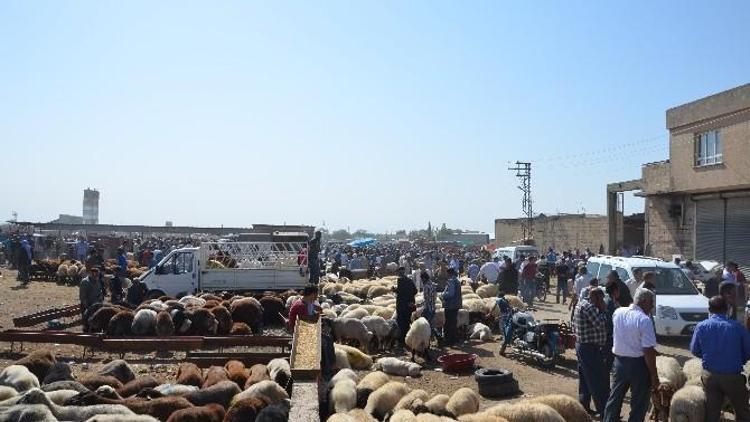 Kasaplardan, Hayvan Pazarı Tepkisi