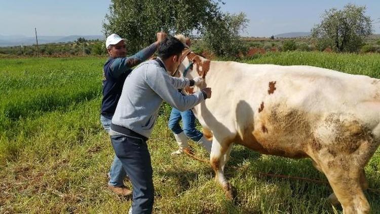 Düzce’de 18 Bin 409 Hayvan Aşılandı