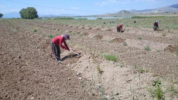 Karataş Gölü Çevresinde 205 Bin Fidan Toprakla Buluştu