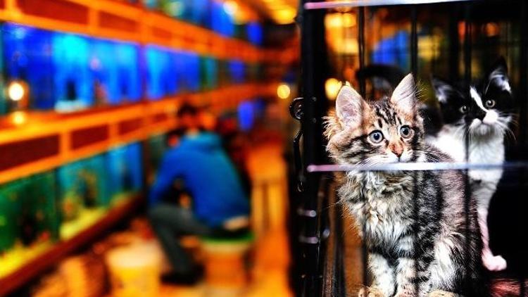 Pet Shop Sahiplerine Sertifika Eğitimi