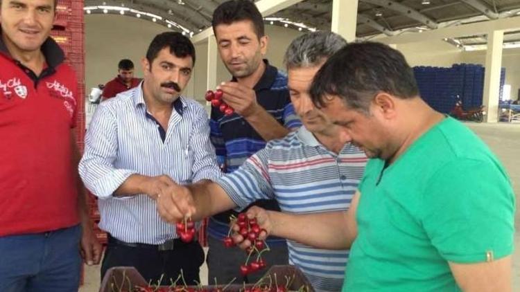 1 Bardak Çay Fiyatına 1 Kilo Kiraz