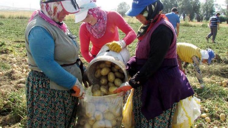 Sandıklıda patates hasadı bu yıl da sıkıntılı