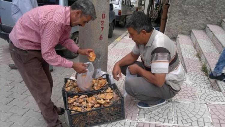 Yaz Ayında Çıkan Melki Mantarı Şaşırttı