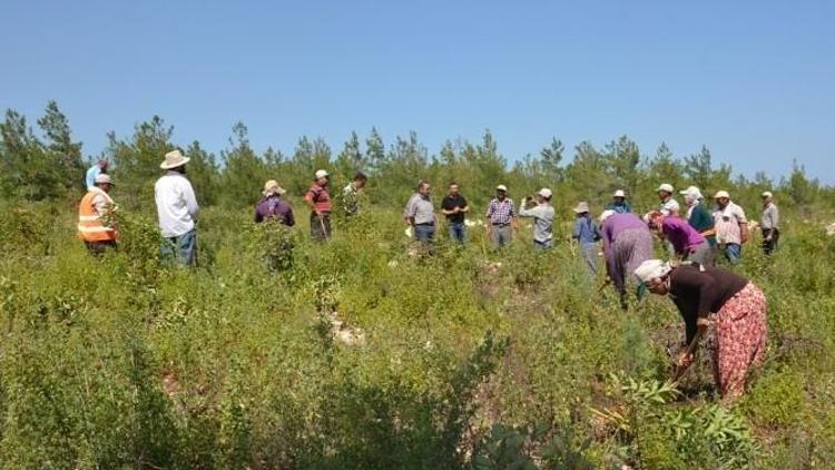 Mersin’de Yardop Ve Gelir Getirici Tür Sahalarında Çalışmalar Sürüyor