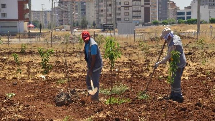 Diyarbakır’da Meyve Bahçesine 800 Adet Fidan Dikildi