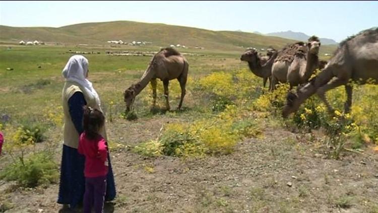 Güreşçi Develer Keşiş Yaylasında