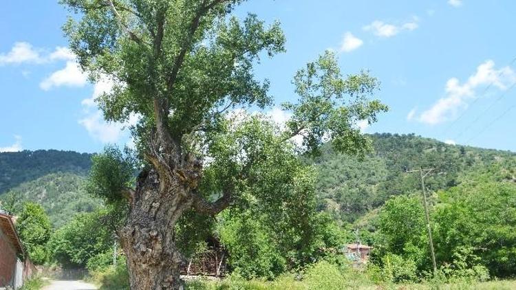 (Özel Haber) 750 Yıllık Kavak Ağacı