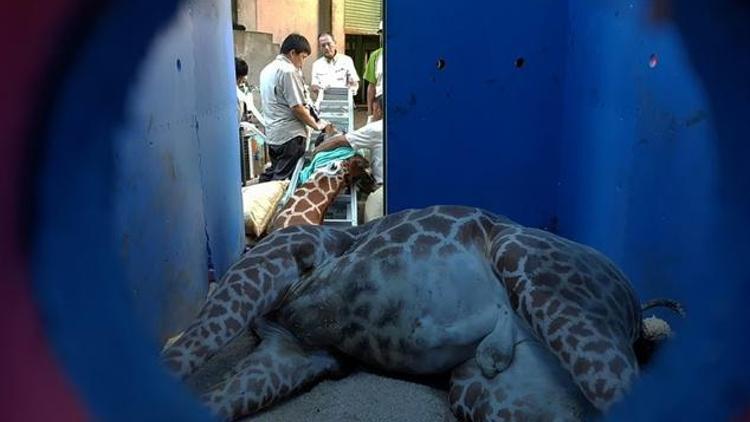 Panik atak geçiren zürafa ihmal yüzünden öldü