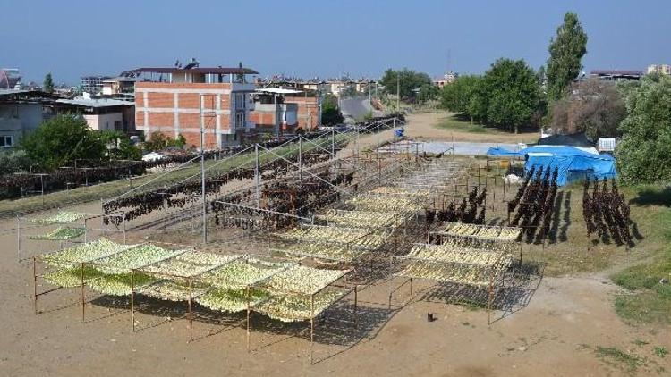 Nazilli Vadisinde ‘Kurutulmuş Patlıcan’ Sezonu Açıldı