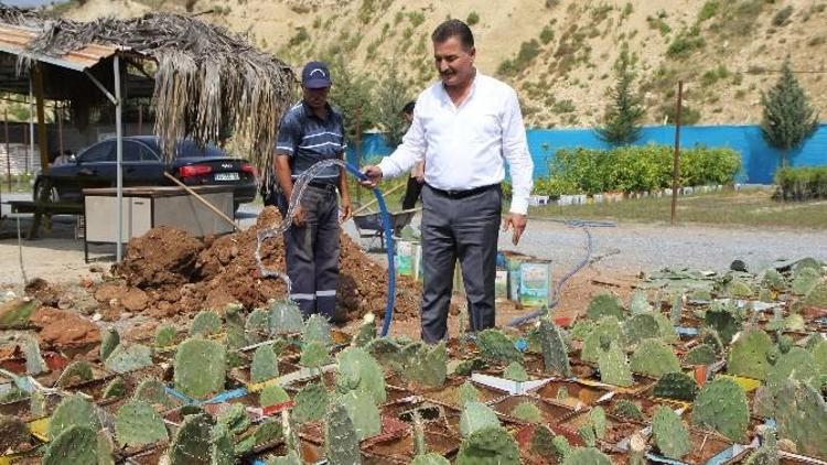 Toroslar’da Botanik Parkı İçin Dikenli İncir Yetiştiriliyor