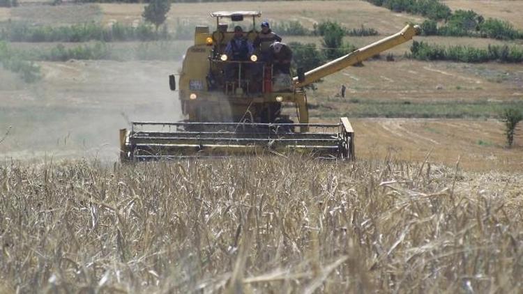 Buğdayda Yüksek Rekolte Bekleniyor