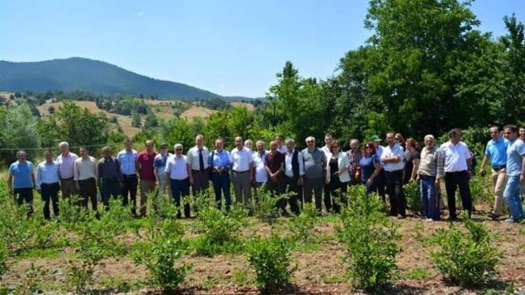 Yaban Mersini İlk Meyvesini Verdi