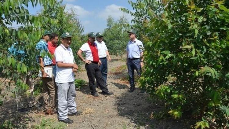 Okaliptüs Endüstriyel Plantasyon Çalışmalarında Hedef Yıllık 100 Hektar